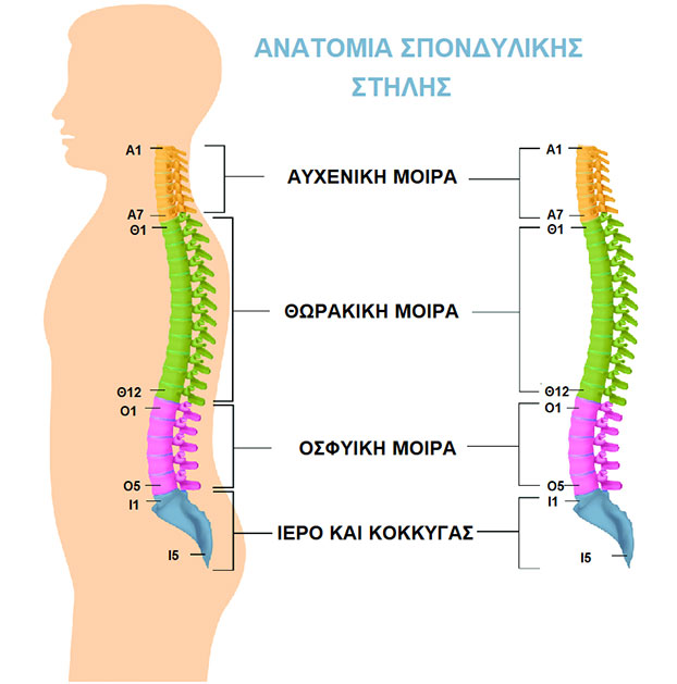 anatomia-spondylikis-stilis